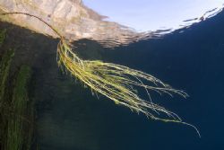 Plant roots. Capernwray. D200, 16mm. by Derek Haslam 